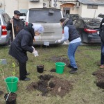 Кусты сортовой сирени были высажены во дворе дома 22 по Ленинскому проспекту 15 апреля, в рамках общегородской акции «Сирень Победы»