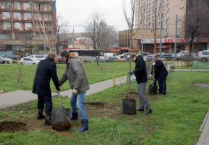 Дворы в Донском районе озеленят деревьями, которые выбрали «Активные граждане»