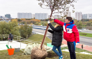 В Москве в этом году высадят более 3 млн деревьев