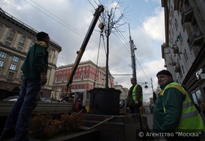 На портале «Активный гражданин» москвичи поддержали высаживание деревьев в кадках на улицах города