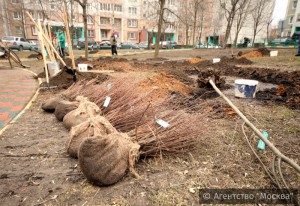 В Донском районе появятся новые зеленые насаждения 