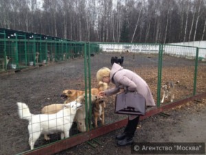 Жители Донского района могут гулять с домашними питомцами на трех специальных площадках