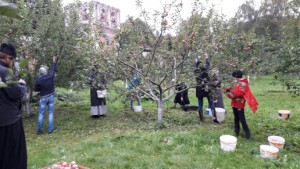 Сбор яблок на территории Донского монастыря 