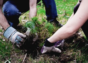 В девяти округах Москвы по просьбе «активных граждан» высадят более 65 тысяч деревьев и кустарников