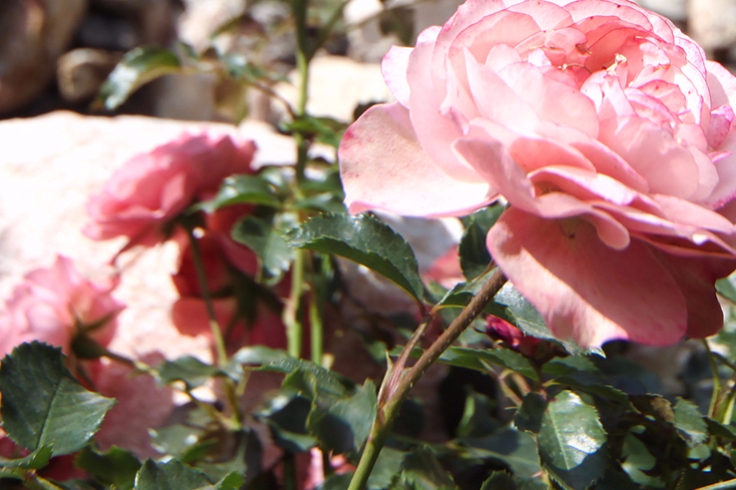 Тысячи роз высадят в «Лужниках» данной весной