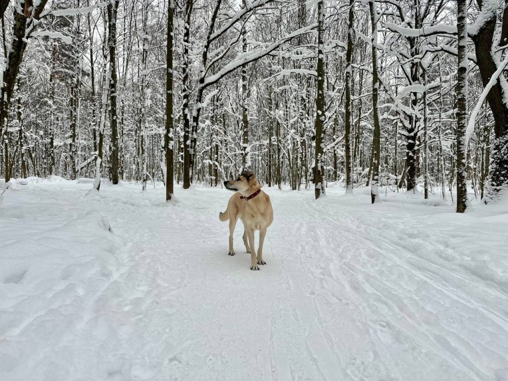 Студенты КАДР №26 навестили животных в приюте. Фото: Валерия Соловьева, «Вечерняя Москва»