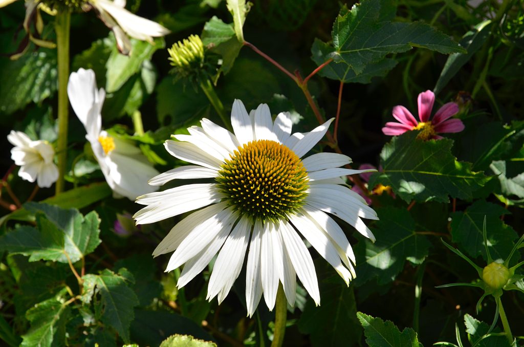 «Ромашковое поле»: комплексное мероприятие пройдет в библиотеке №164. Фото: Анна Быкова, «Вечерняя Москва»