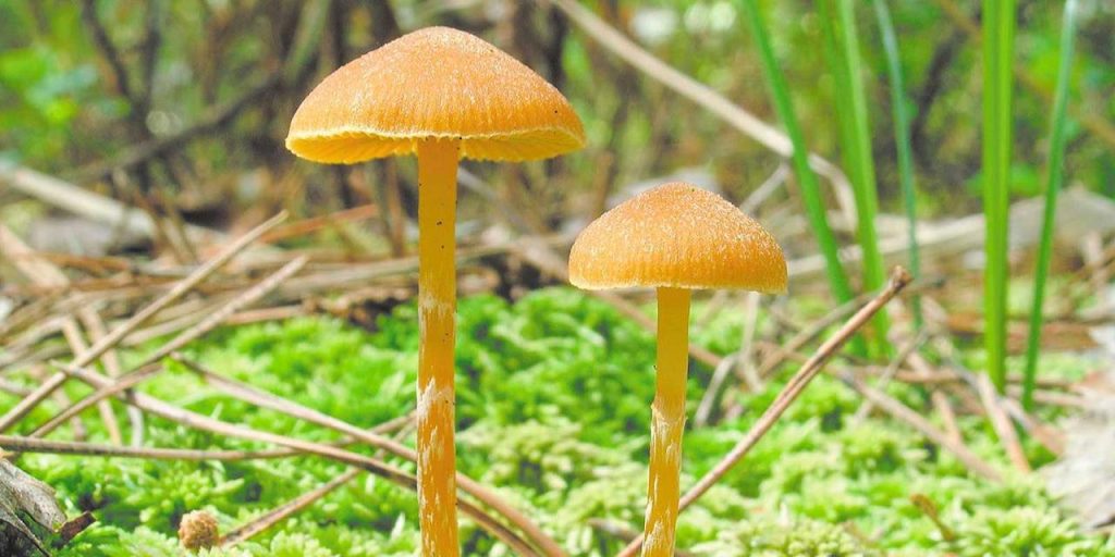 Биологи рассказали, какие грибы растут летом в лесах и парках столицы. Фото: пресс-служба Департамента природопользования и охраны окружающей среды города Москвы