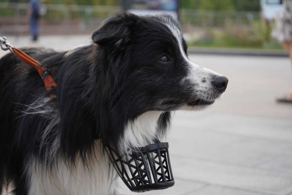 Горожан пригласили на экскурсию по Музею собаки в честь Дня знаний. Фото: Анна Быкова, «Вечерняя Москва»