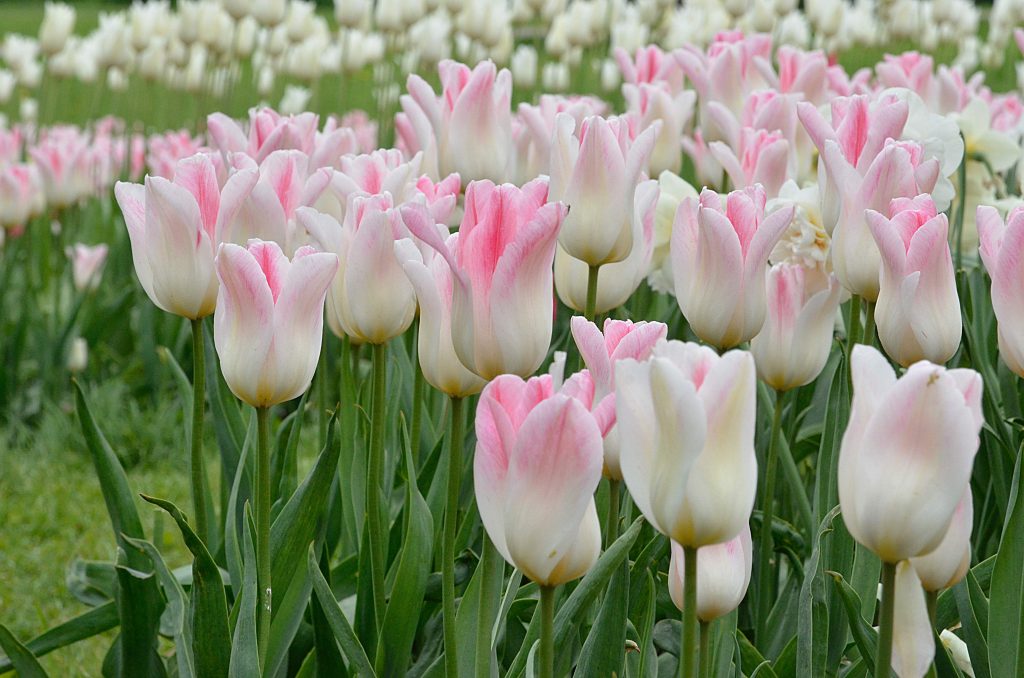 Тюльпаны высадят в Донском районе. Фото: Анна Быкова, «Вечерняя Москва»