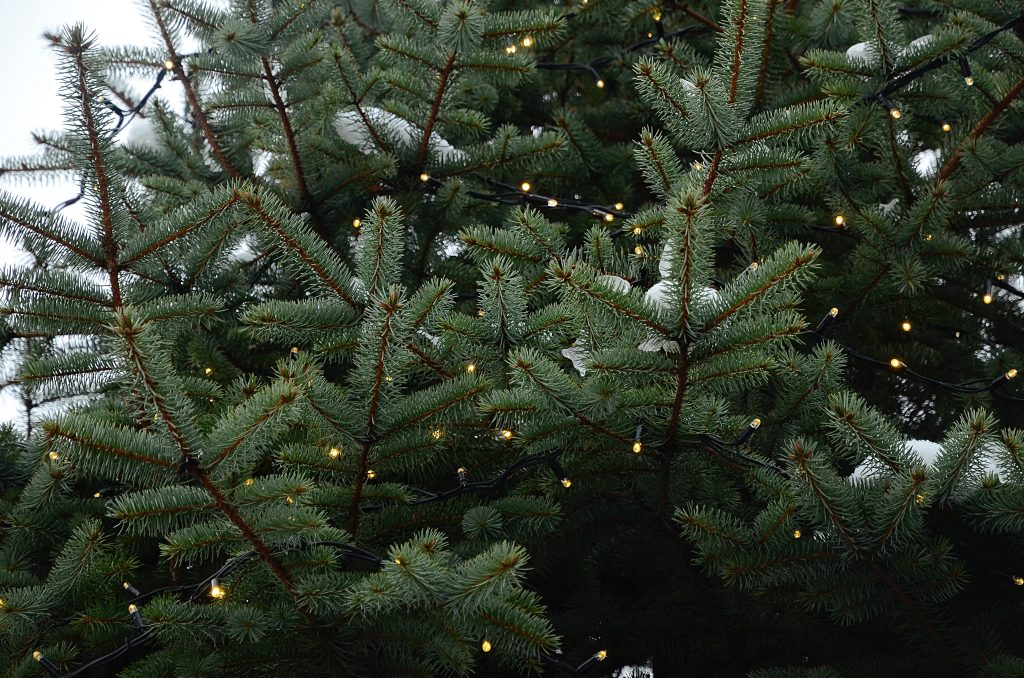 Жителей Донского района пригласили на лекцию о безопасности в Новый год. Фото: Анна Быкова, «Вечерняя Москва»
