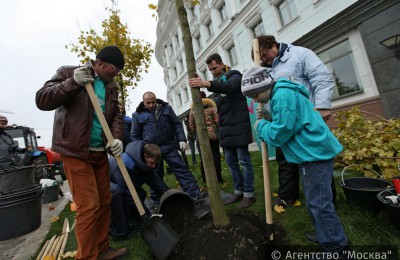 В этом году в ЮАО появятся новые деревья и кустарники