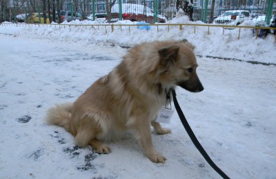 Животные в ЮАО