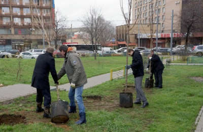 В Москве высадят новые деревья