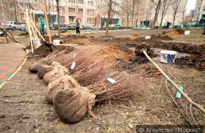 В Донском районе появятся новые зеленые насаждения