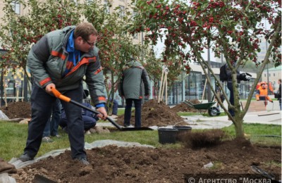 Высадка деревьев в Москве в прошлом году