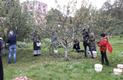 Сбор яблок на территории Донского монастыря