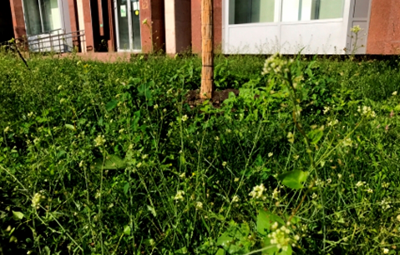 "Активные граждане" района выберут правила стрижки газонов во дворах