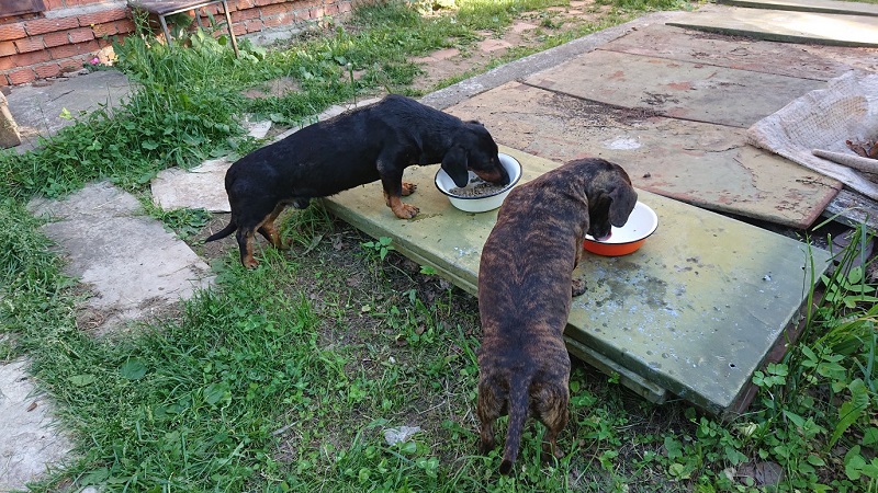 Собаки корм приют волонтеры добровольцы