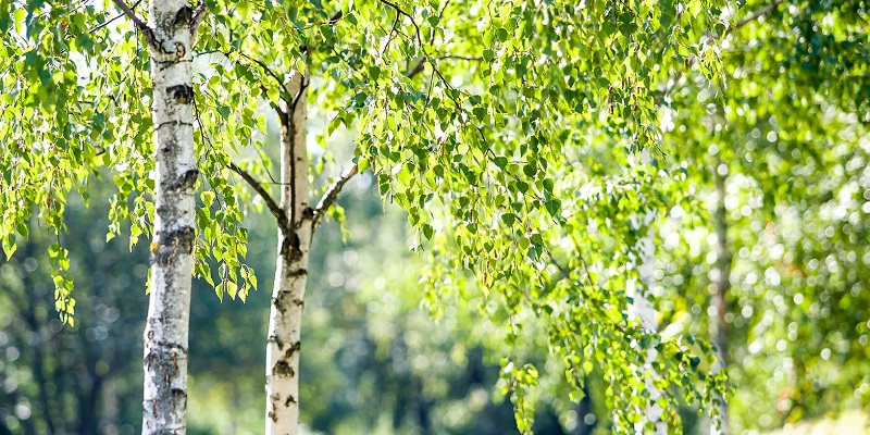 береза природа деревья парк мос ру
