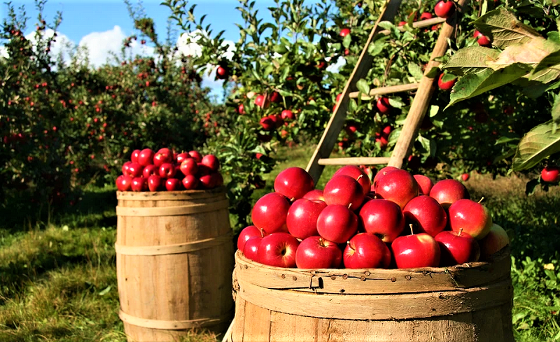 яблоки-урожай-фрукты-пиксабай