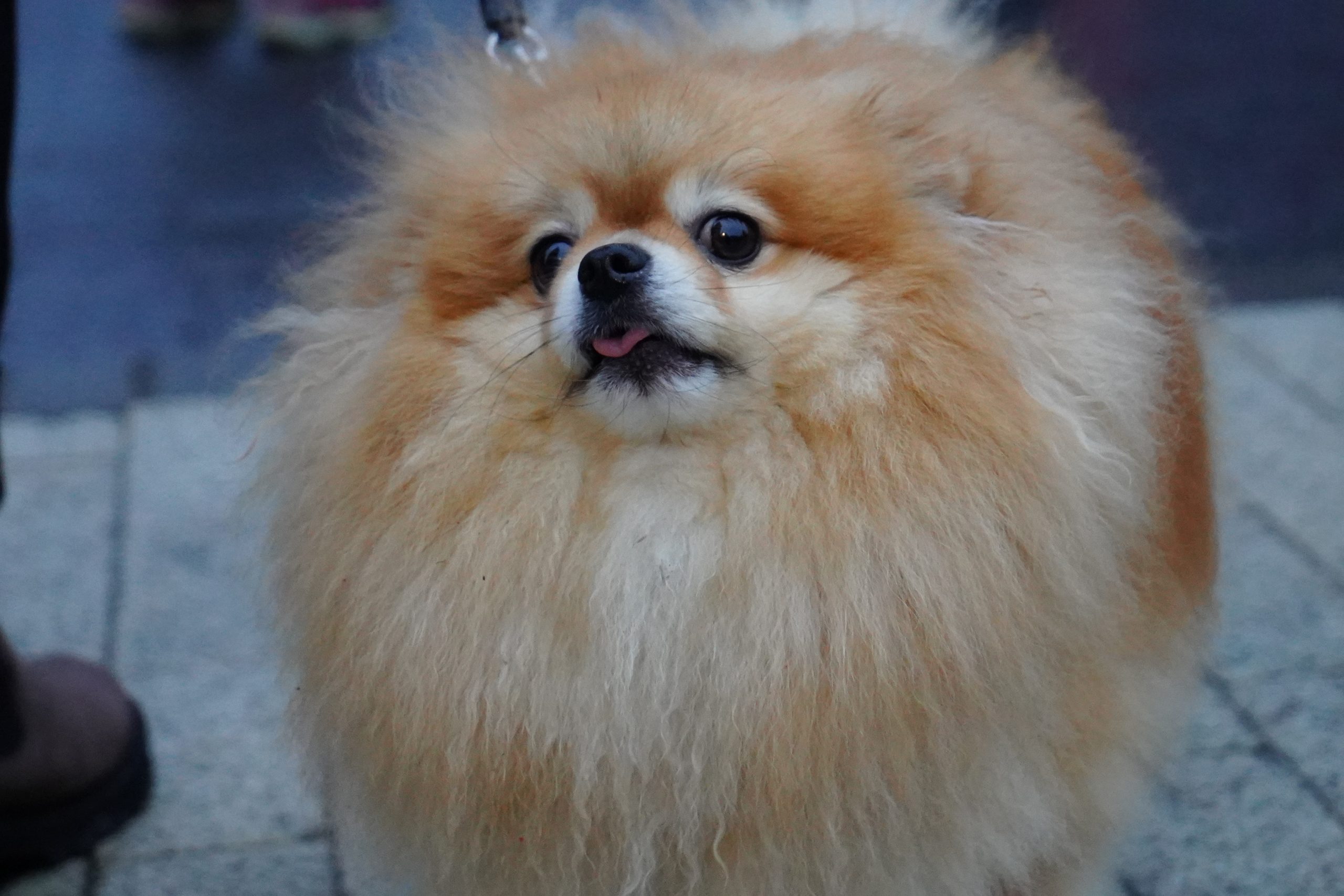 Викторину о животных проведут в Донском районе. Фото: Анна Быкова, «Вечерняя Москва».
